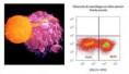 /album/microbiologia-e-inmunologia/linfocito-jpg/