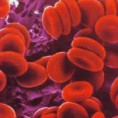 /album/hematologia/eritrocitos-jpg/